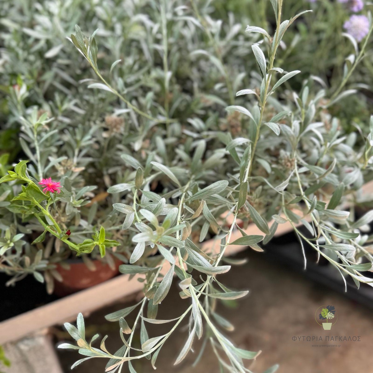 Κονβόβουλος (Convolvulus cneorum) | Ασημόφυλλος Θάμνος με Λευκά Άνθη - 2